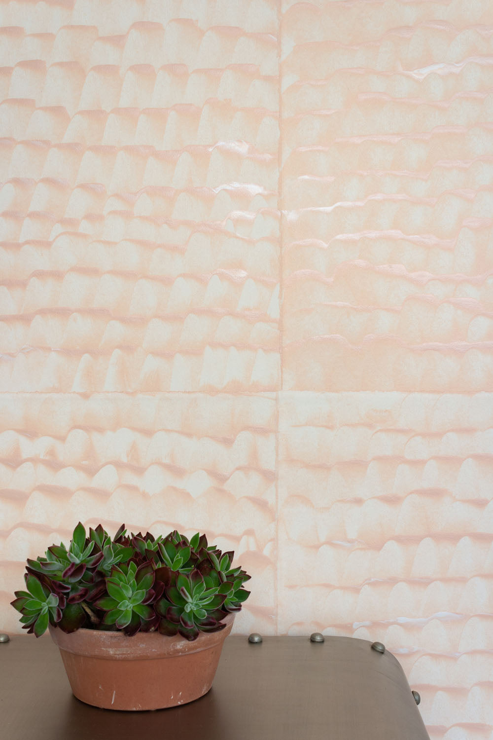 A succulent plant stands in front of a wall papered in a repeating dappled texture in light pink.