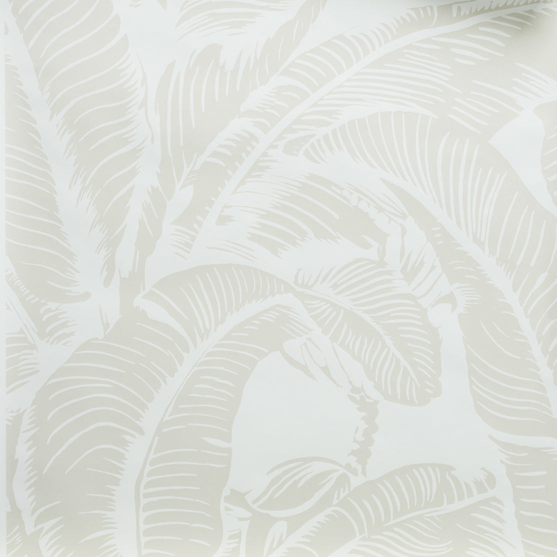 Close up of wallpaper with bold high contrast tropical banana leaf pattern in white on ecru.