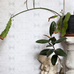 Wallpaper install in a repeating ink blot print in shades of gray with turquoise and pink accents framed by plants and props.