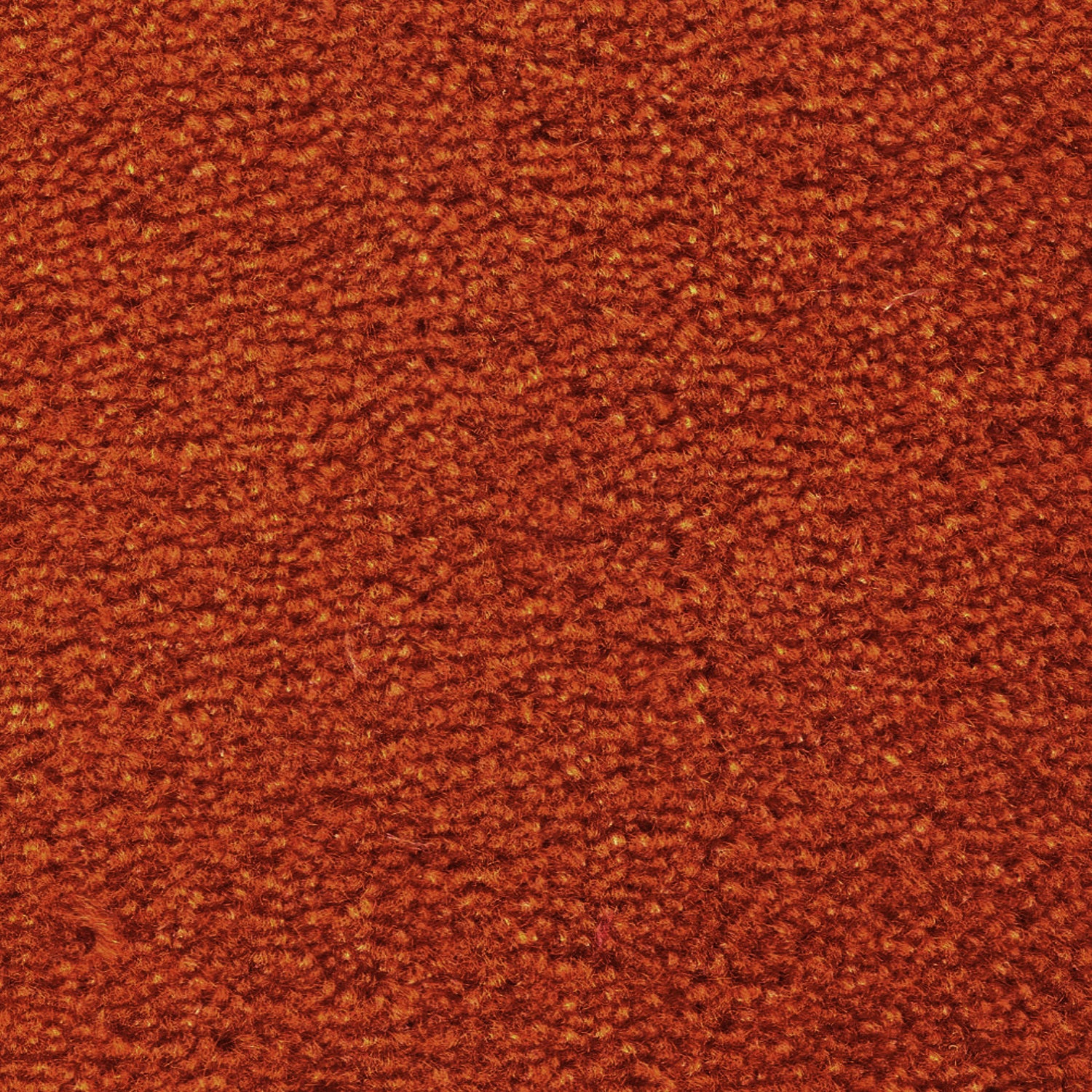 Wool broadloom carpet swatch in a cut pile texture in burnt orange.